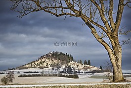 樹,性質(zhì),景觀
