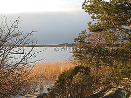 冬天,灯心草,海滩