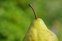 梨,水果,黃色