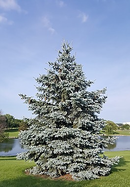 夏季,湖,性質(zhì)