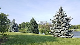 夏季,湖,性質(zhì)