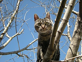 貓,樹,動物
