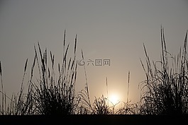 落日,蘆葦,落寞