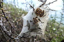 卡特彼勒,鳥巢,夢想巢