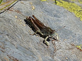 龙虾,蝗虫,celifero