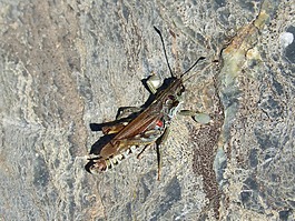 龙虾,蝗虫,celifero