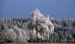 树木,雪,冬天