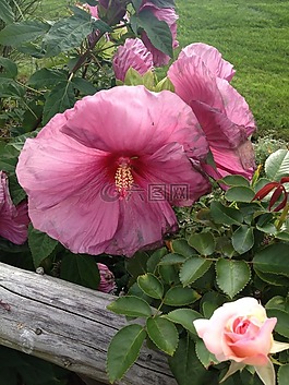 花,籬笆,夏天