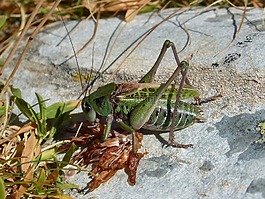 板球,punctatissima punctatissima,比利牛斯