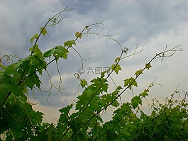 酒,纏繞,天空
