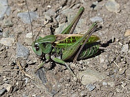 板球,punctatissima punctatissima,比利牛斯