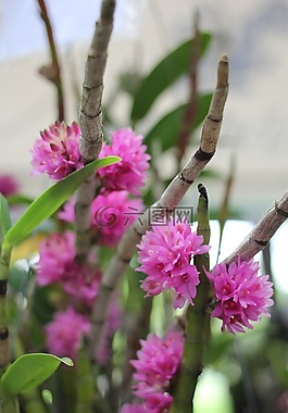 蘭花,花園,泰國(guó)
