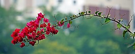 花,紅色,開花