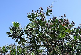 树,腰果,坚果