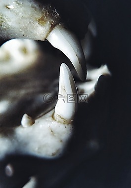 牙齒,牙,頭骨