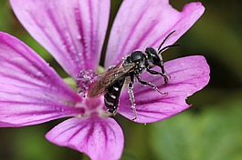 飛,開(kāi)花,紫
