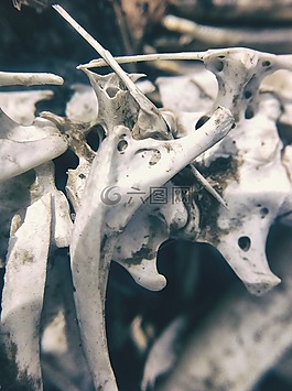 骨,骨骼,骨架