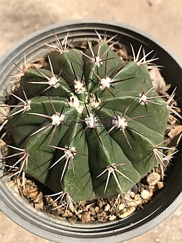 仙人掌,綠色,植物