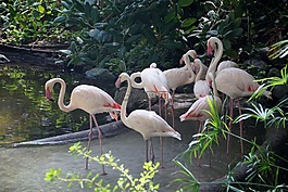 火烈鳥,水鳥,羽毛