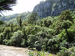 nz,布什,河