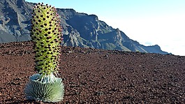 銀薊,火山巖,毛伊島