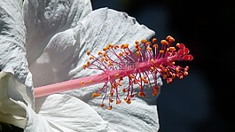 開(kāi)花,花粉,白