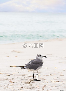 鳥,海洋,沙