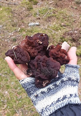 蘑菇,羊肚菌,森林