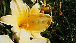 黃花菜,萱,花