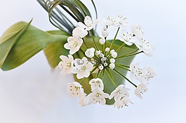 花,鮮花,白