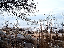 海,水,樹