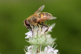 蜜蜂,黃色,毛