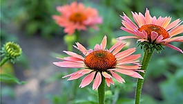 自然,花,植物區(qū)系