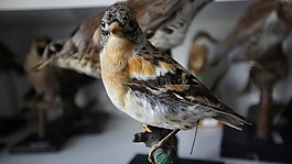 鳥,塞,taxidermy
