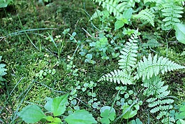 蕨類植物,花園,綠色
