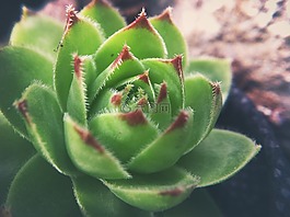景天,自然,花