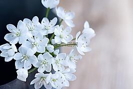 花,鮮花,白