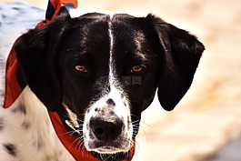 狗,動物,查看