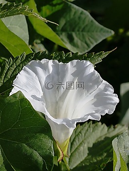 花,白,性質(zhì)
