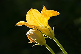 南瓜,花,花卉