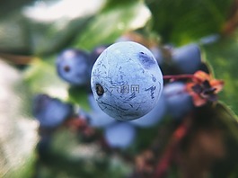 自然,森林,戶外