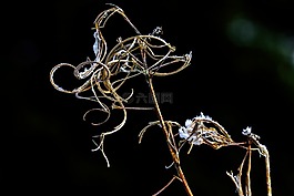 羊禮物,褪色,花