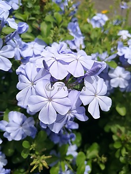 花,性質(zhì),小花。
