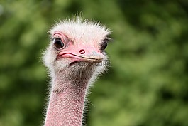 花束,動物,鴕鳥