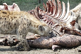 自然,動物,野生動物