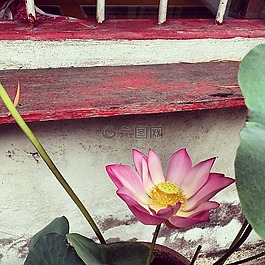 蓮花,窗口,水百合