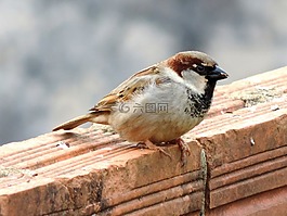 鳥(niǎo),麻雀,鳥(niǎo)在穆羅