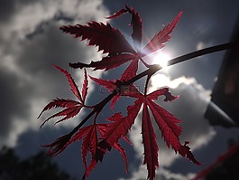 云,日本楓樹(shù),光