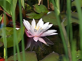 睡蓮,粉紅色,池塘