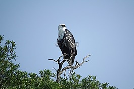 鳥,野生動物,自然